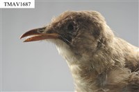 藏品(白頭翁)的圖片